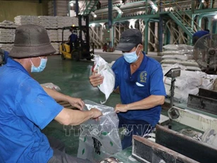 Chiến lược tái cấu trúc cho gạo Việt trong năm 2026