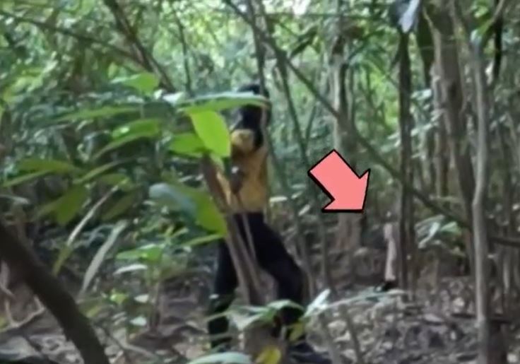 Đang câu cá, 2 người đàn ông bất ngờ đối mặt hổ dữ giữa rừng