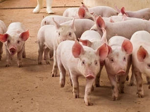 Giá heo hơi ngày 2/1/2026: Duy trì ổn định trên toàn quốc