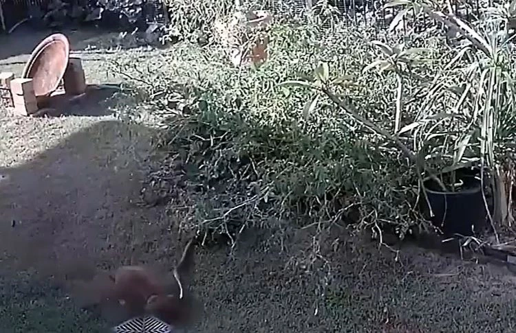 Ảnh cắt từ clip.