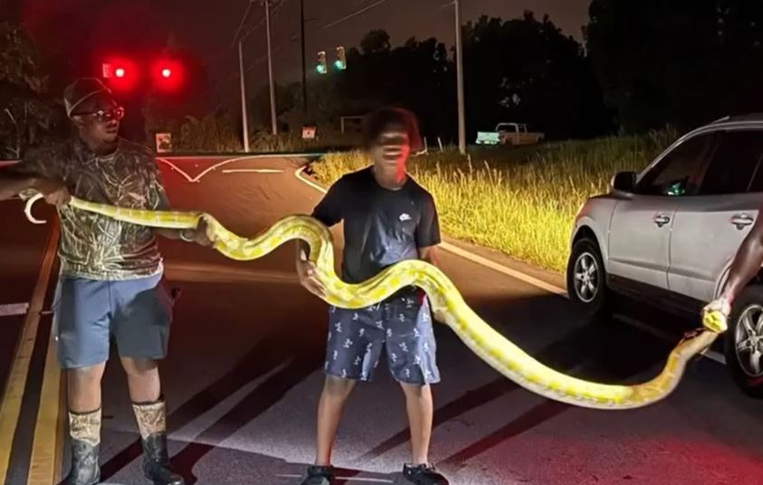 Bắt sống trăn dài 3,7 mét, nặng 63kg gần trường học