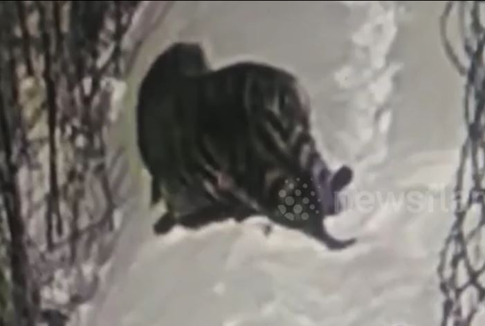 Hổ dữ truy sát chó nhà, hạ gục chỉ bằng một cú cắn