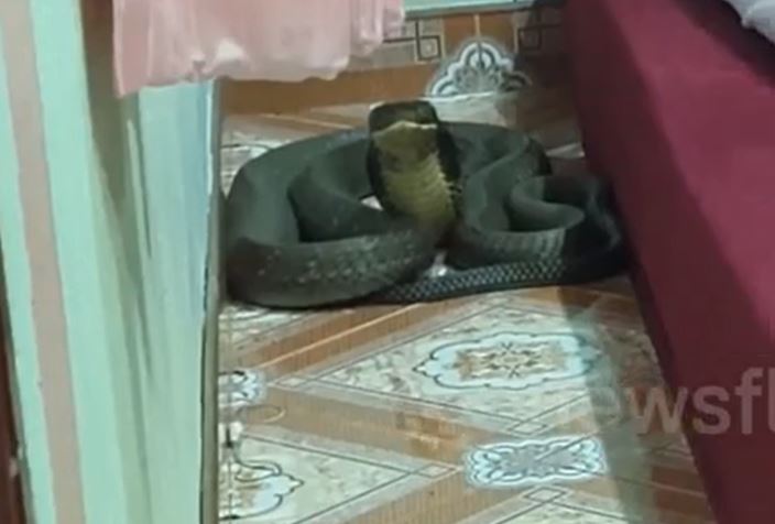Rắn hổ mang chúa 8kg cuộn tròn cạnh giường ngủ, cả khu phố náo loạn
