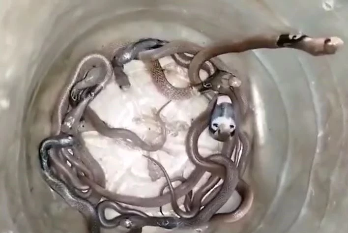 Ảnh cắt từ clip