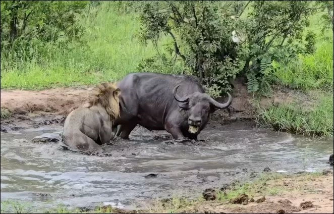 Trâu rừng cố gắng giành sự sống khi bị sư tử đực tấn công.
