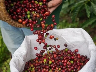 Giá nông sản 5/1/2026: Cà phê và hồ tiêu cùng giữ ổn định