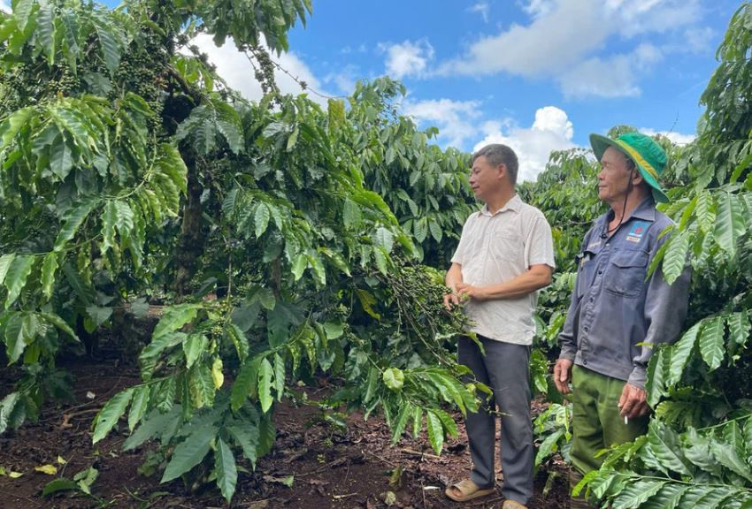 Liên kết làm giàu, hợp tác xã Gia Lai nâng tầm nông sản, tăng thu nhập bền vững