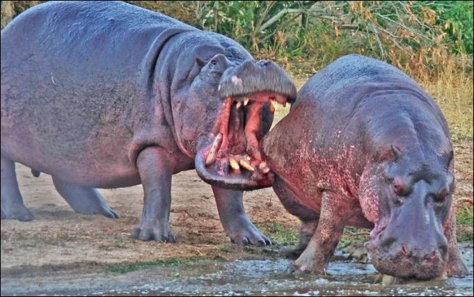 Hà mã cắn thủng bụng đồng loại.