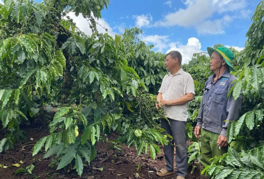 Ông Phan Văn Hoàng - Giám đốc HTX Sản xuất kinh doanh - dịch vụ nông nghiệp Tâm Thành (bên trái) cùng với thành viên Phạm Huy Hợi thăm vườn cà phê canh tác theo tiêu chuẩn 4C. Ảnh: Báo Gia Lai.