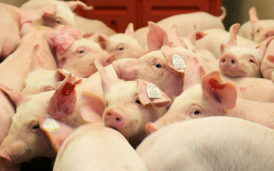 Giá heo hơi ngày 6/1/2026: Miền Bắc giữ nhịp tăng, miền Nam tiếp tục ổn định