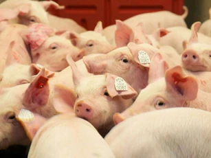 Giá heo hơi ngày 6/1/2026: Miền Bắc giữ nhịp tăng, miền Nam tiếp tục ổn định