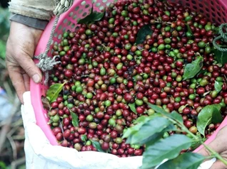 Giá nông sản 6/1/2026: Cà phê nhích nhẹ, hồ tiêu giữ giá ổn định