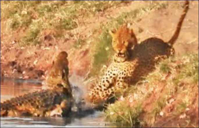 Báo hoa mai liều mạng cướp mồi của cá sấu