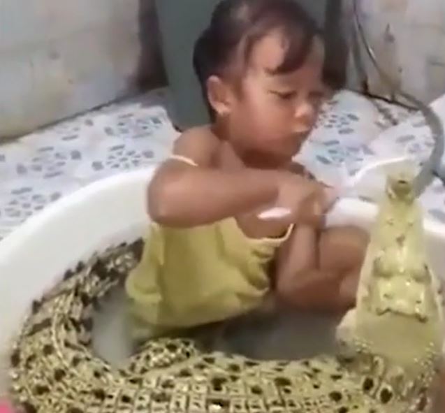 Bé gái ngồi trong chậu chà răng cho cá sấu