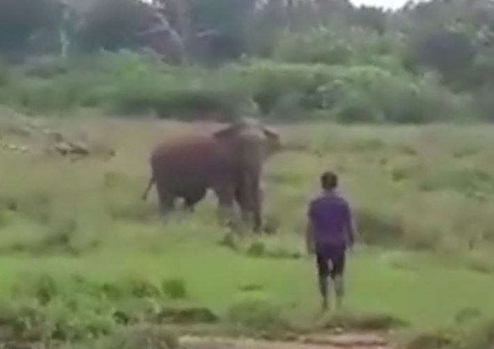 Say rượu liều lĩnh 'thôi miên' voi, người đàn ông tử vong thương tâm