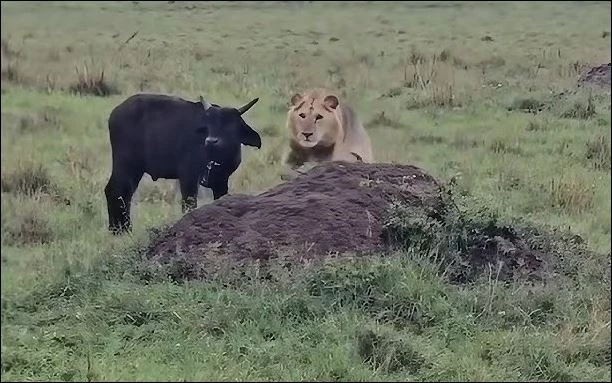 Sư tử hạ sát trâu rừng con.