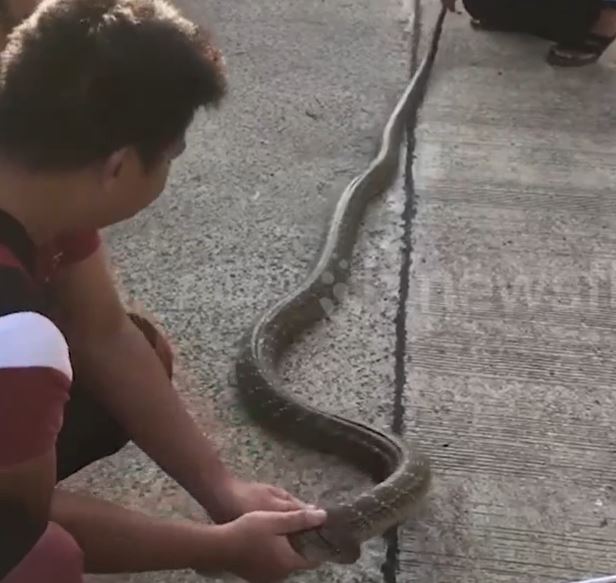 Bắt sống rắn hổ mang chúa dài 5 mét gần khu dân cư