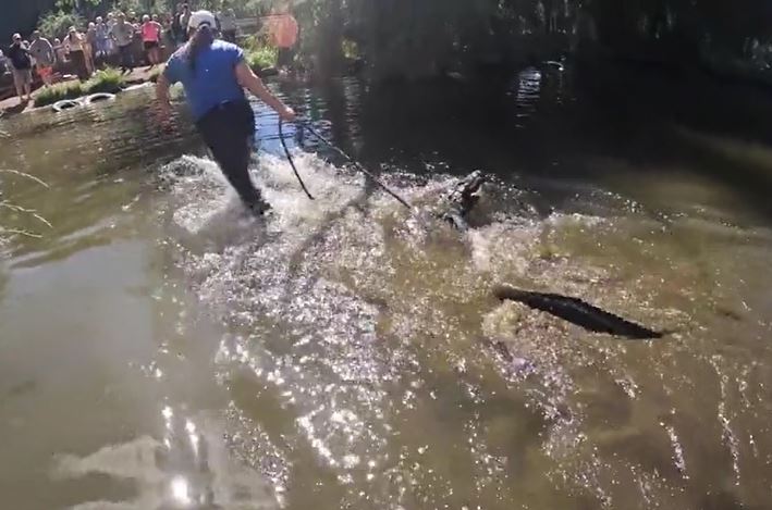 Cô gái lao xuống nước, tay không bắt cá sấu