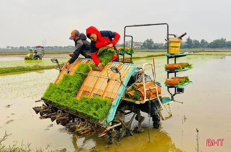 Vụ xuân 2026, Hà Tĩnh thực hiện canh tác lúa giảm phát thải trên diện tích hơn 150 ha áp dụng đồng bộ các tiến bộ KHKT như mạ khay - máy cấy, tưới ngập khô xen kẽ, quy trình sản xuất theo SRI. Ảnh: Báo Hà Tĩnh.