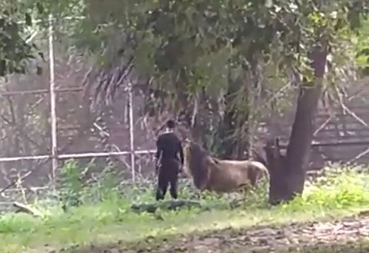 Bất chấp can ngăn, nam thanh niên nhảy vào chuồng trêu sư tử