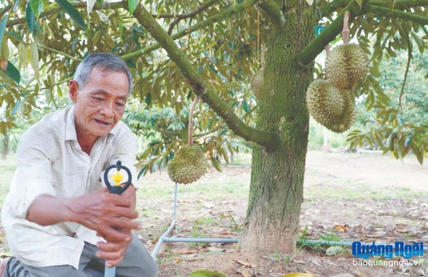 Ông Võ Duy Chánh, ở thôn Tân Lập, xã Phước Giang đầu tư hệ thống tưới tiết kiệm giúp giảm chi phí, nâng cao năng suất và sản lượng của vườn cây ăn quả. Ảnh: Báo Quảng Ngãi.