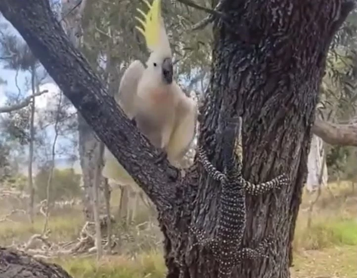 Ảnh cắt từ clip.