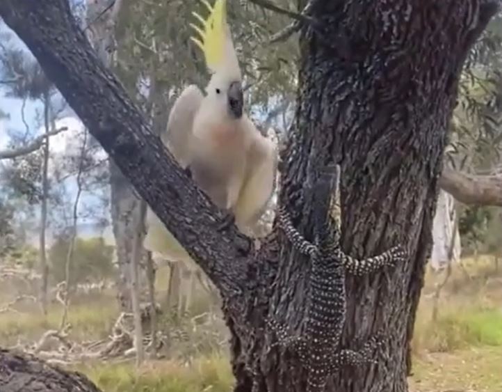 Cuộc ẩu đả kỳ lạ trên thân cây giữa vẹt trắng và kỳ đà