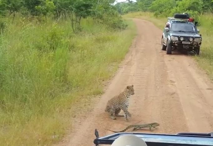 Đối đầu báo hoa mai, kỳ đà không đường thoát