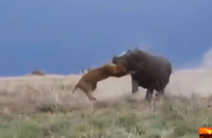 Chọc giận hà mã, sư tử cái nhận kết cục bi thảm