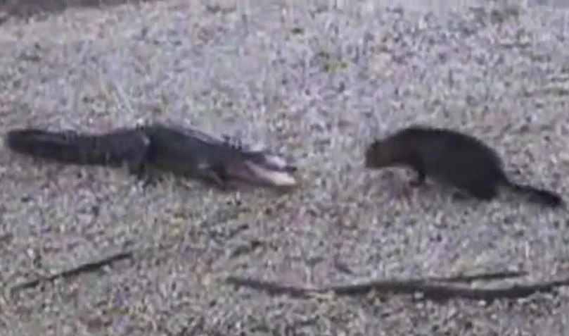 Ảnh cắt từ clip.