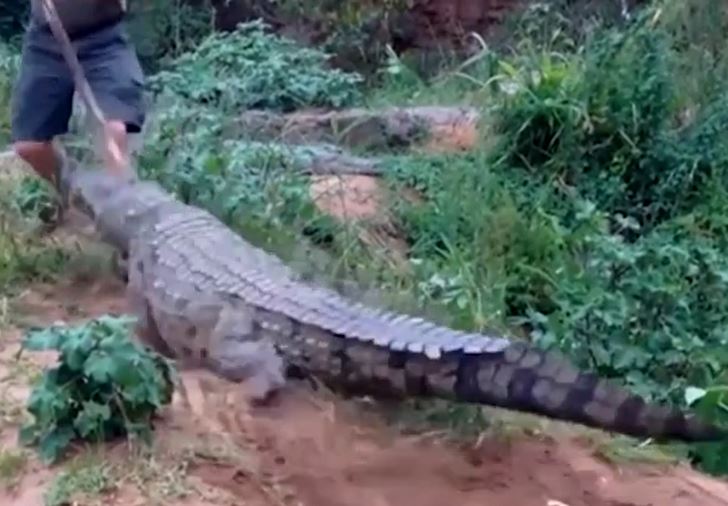 Chọc gậy vào đuôi cá sấu, cụ ông 70 tuổi suýt nát chân