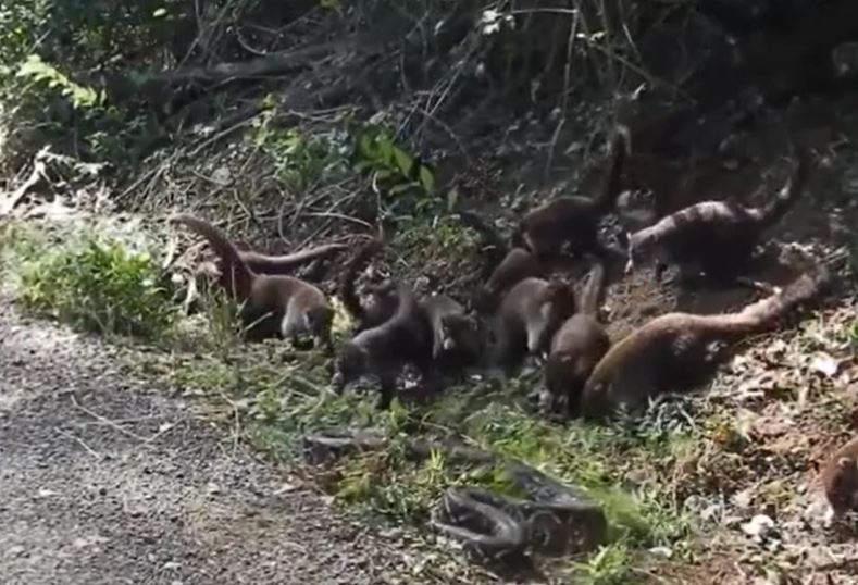 Trăn khủng bị bầy chồn bạc má vây hãm, tấn công đến chết