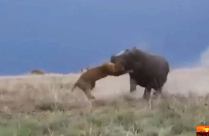 Ảnh cắt từ clip.