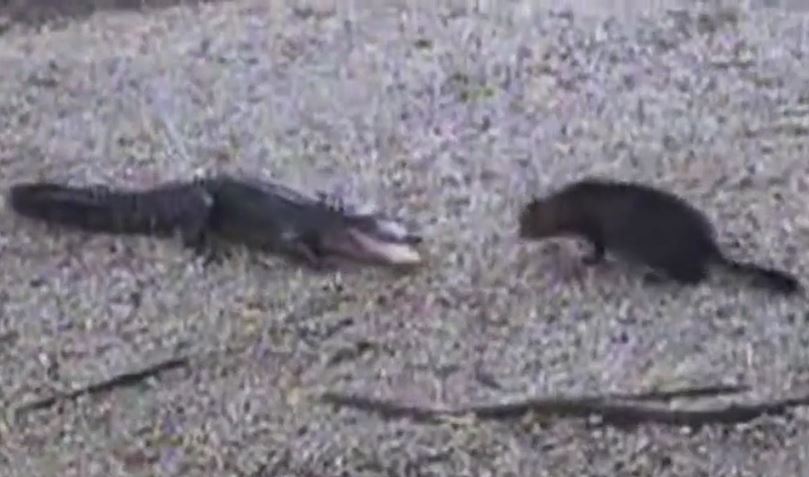 Giơ móng vuốt hù dọa, mèo nhà khiến cá sấu hoảng sợ tháo chạy