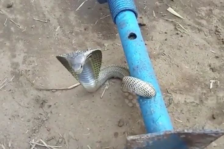 Mắc kẹt trong ống sắt 1,8 mét - rắn hổ mang được giải cứu sau hơn 2 tiếng