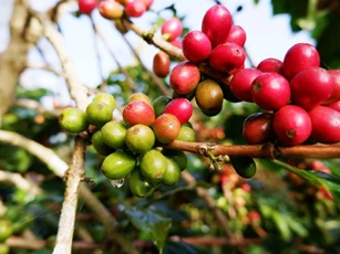 Giá nông sản ngày 11/1/2026: Cà phê giảm nhẹ, hồ tiêu duy trì ổn định