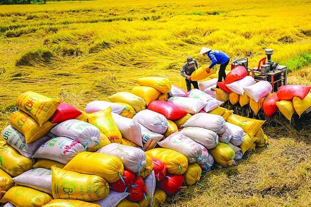 Việt Nam xuất khẩu hơn 8 triệu tấn gạo năm 2025, kim ngạch vượt 4,1 tỷ USD