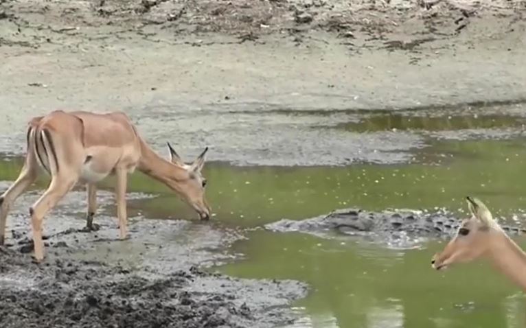 Uống nước bên đầm lầy, linh dương lĩnh cú đớp chí mạng từ cá sấu