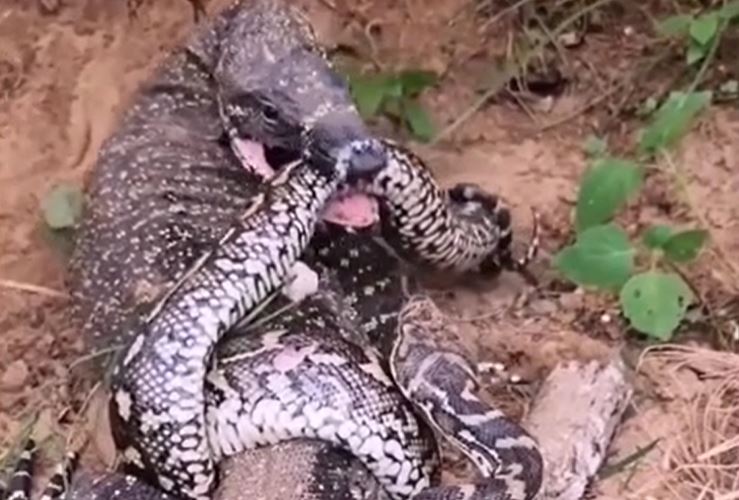 Thằn lằn phản công dữ dội, trăn khủng lãnh đòn chí mạng