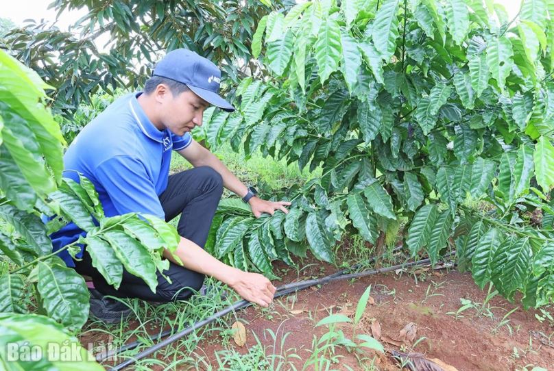 Đắk Lắk tăng tốc áp dụng công nghệ tưới tiên tiến, hiệu quả rõ nét
