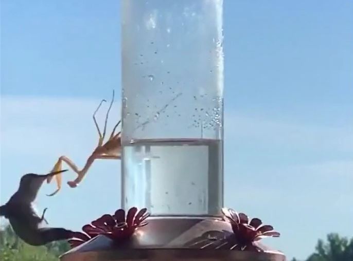 Bọ ngựa ra đòn chớp nhoáng, chim ruồi bị tóm gọn trong tích tắc