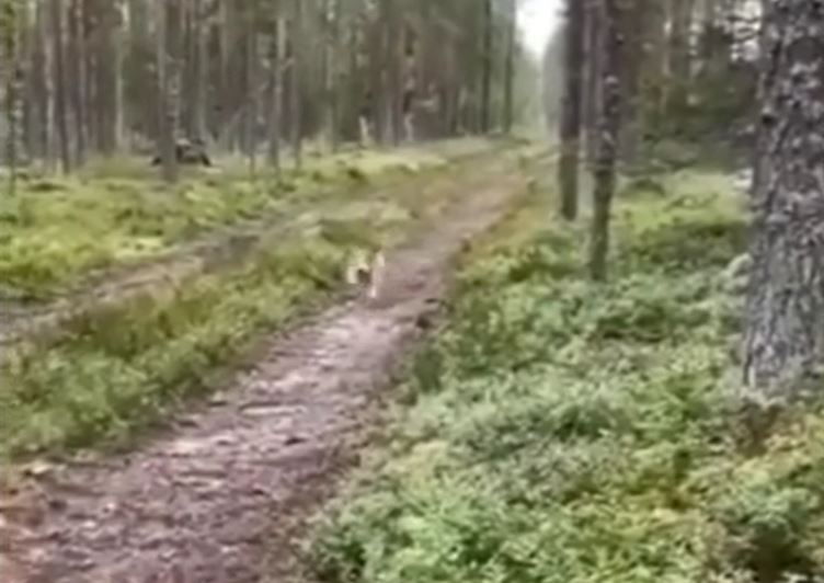 Màn thoát thân ngoạn mục của thỏ thông minh khiến chó đuổi theo bất lực