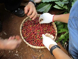 Giá nông sản ngày 13/1/2026: Cà phê, hồ tiêu đều duy trì ổn định