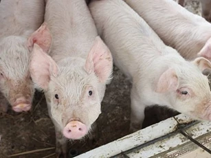 Giá heo hơi ngày 13/1/2026: Miền Bắc bứt phá mạnh, xác lập đỉnh mới 75.000 đồng/kg