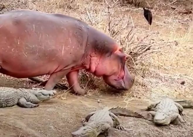 Thấy hà mã con đi ngang qua, đàn cá sấu vội vã né tránh