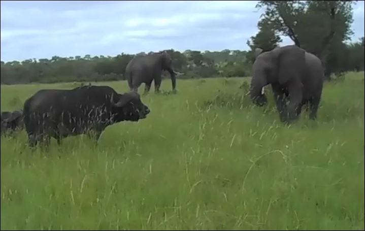 Liều lĩnh khiêu khích trâu rừng, voi bị đối thủ húc ngã nhào