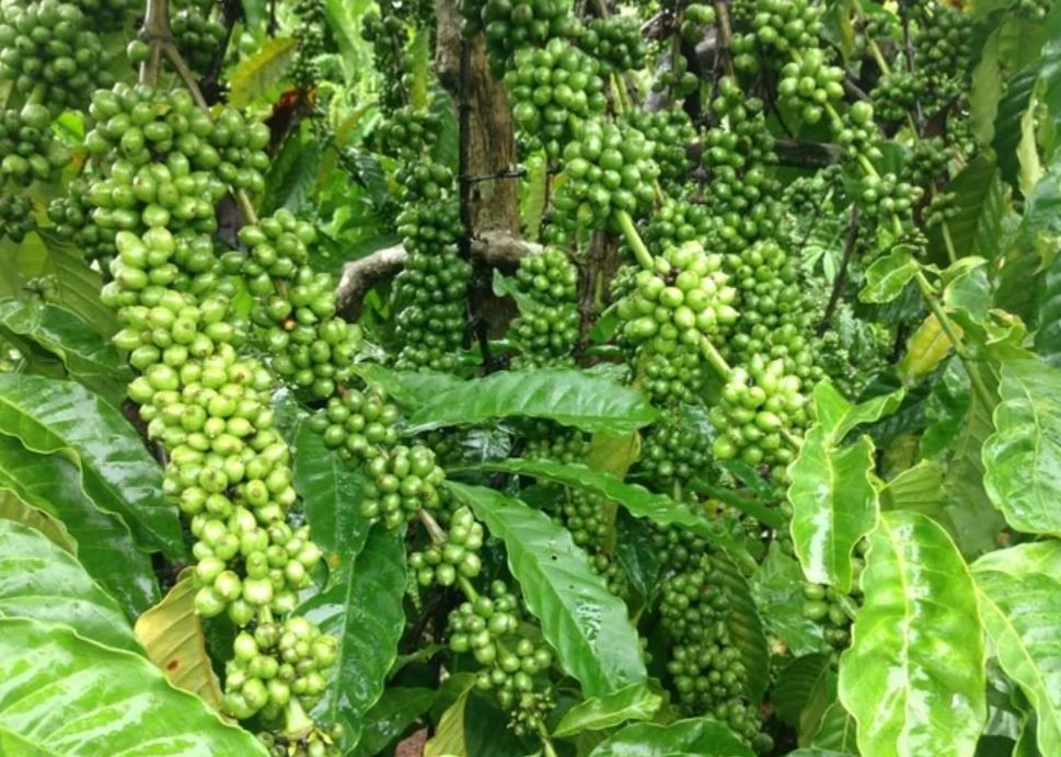 Đắk Lắk: Xã Quảng Phú có 18 sản phẩm đạt chứng nhận OCOP