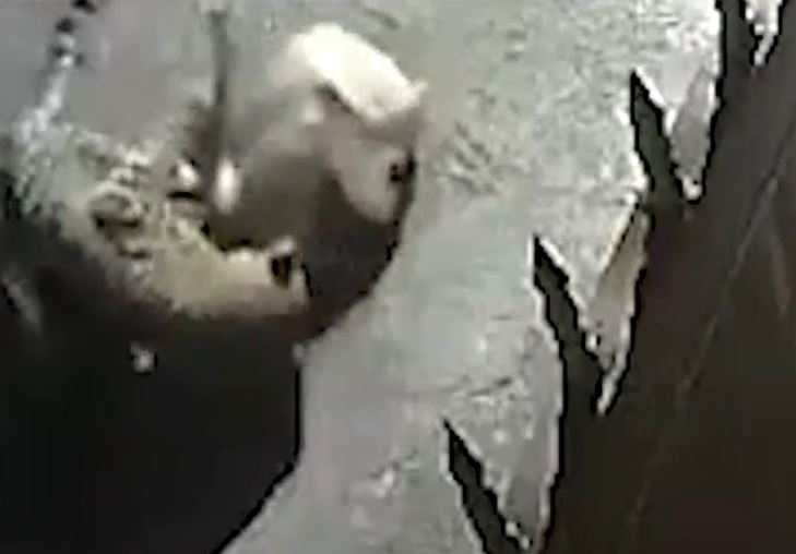 Báo hoa mai đột nhập khu dân cư, lôi chó nhà đi trong đêm