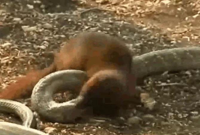 Ảnh cắt từ clip.