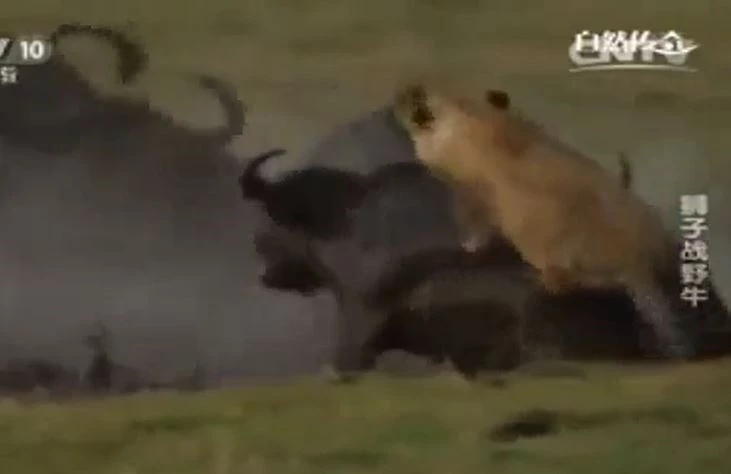 Ảnh cắt từ clip.